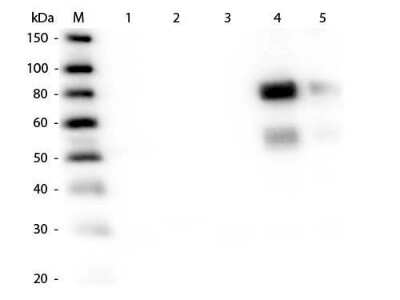 Western Blot: Rabbit anti-Rat IgM Heavy Chain Secondary Antibody [NBP1-72790]